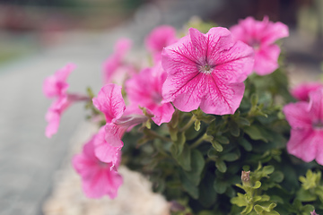 Image showing Petunia Surfinia Pink Vein