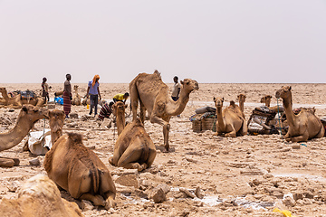 Image showing camel caravan and Afar mining salt in Danakil depression, Ethiopia