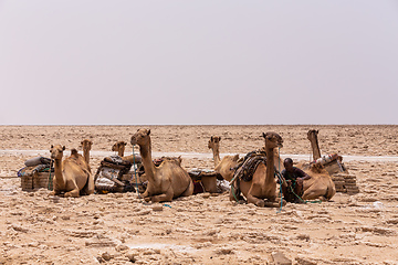 Image showing camel caravan and Afar mining salt in Danakil depression, Ethiopia