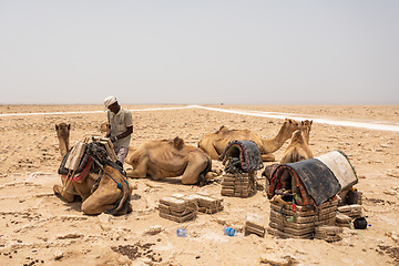 Image showing camel caravan and Afar mining salt in Danakil depression, Ethiopia