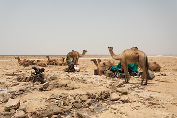 Image showing camel caravan and Afar mining salt in Danakil depression, Ethiopia