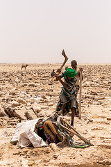 Image showing camel caravan and Afar mining salt in Danakil depression, Ethiopia