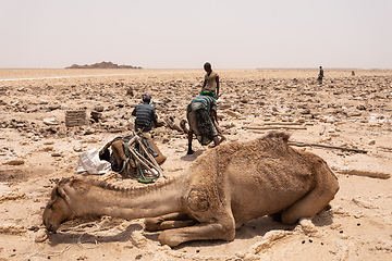 Image showing camel caravan and Afar mining salt in Danakil depression, Ethiopia