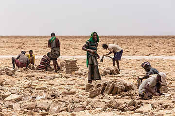 Image showing camel caravan and Afar mining salt in Danakil depression, Ethiopia