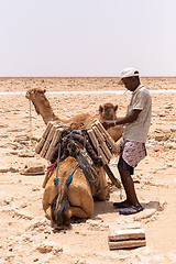 Image showing camel caravan and Afar mining salt in Danakil depression, Ethiopia