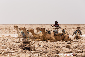 Image showing camel caravan and Afar mining salt in Danakil depression, Ethiopia