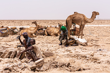 Image showing camel caravan and Afar mining salt in Danakil depression, Ethiopia