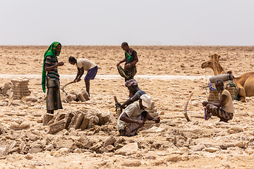 Image showing camel caravan and Afar mining salt in Danakil depression, Ethiopia