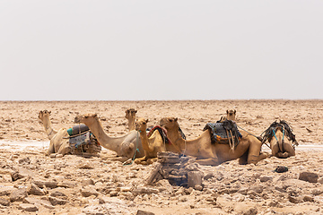 Image showing camel caravan and Afar mining salt in Danakil depression, Ethiopia