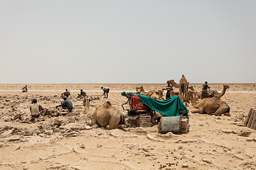 Image showing camel caravan and Afar mining salt in Danakil depression, Ethiopia