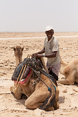 Image showing camel caravan and Afar mining salt in Danakil depression, Ethiopia