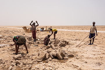 Image showing camel caravan and Afar mining salt in Danakil depression, Ethiopia