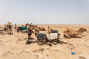 Image showing camel caravan and Afar mining salt in Danakil depression, Ethiopia