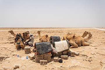 Image showing camel caravan and Afar mining salt in Danakil depression, Ethiopia