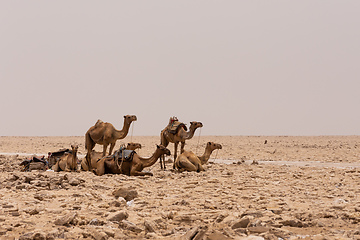 Image showing camel caravan and Afar mining salt in Danakil depression, Ethiopia