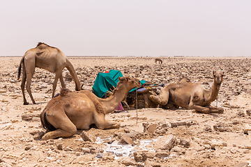 Image showing camel caravan and Afar mining salt in Danakil depression, Ethiopia