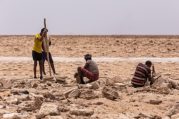 Image showing camel caravan and Afar mining salt in Danakil depression, Ethiopia