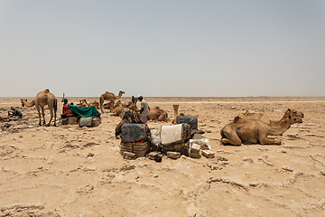 Image showing camel caravan and Afar mining salt in Danakil depression, Ethiopia