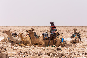 Image showing camel caravan and Afar mining salt in Danakil depression, Ethiopia