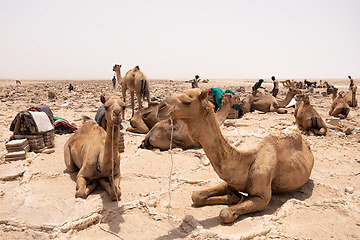 Image showing camel caravan and Afar mining salt in Danakil depression, Ethiopia