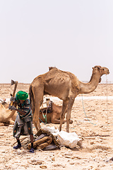 Image showing camel caravan and Afar mining salt in Danakil depression, Ethiopia