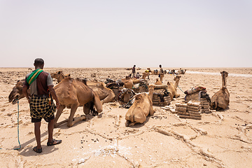 Image showing camel caravan and Afar mining salt in Danakil depression, Ethiopia