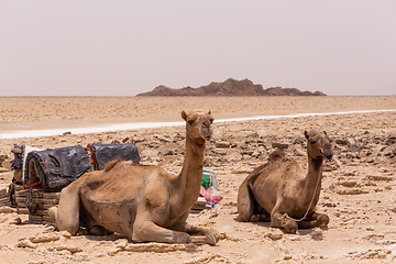 Image showing camel caravan and Afar mining salt in Danakil depression, Ethiopia