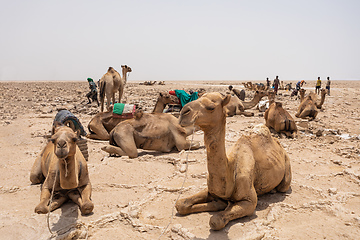 Image showing camel caravan and Afar mining salt in Danakil depression, Ethiopia