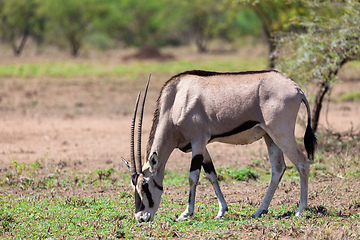 Image showing East African oryx, Awash Ethiopia