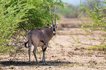 Image showing East African oryx, Awash Ethiopia