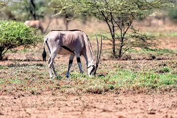 Image showing East African oryx, Awash Ethiopia