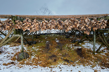 Image showing Drying flakes for stockfish cod fish in winter. Lofoten islands,