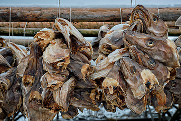 Image showing Drying stockfish cod heads in Reine fishing village in Norway