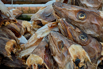 Image showing Drying stockfish cod heads in Reine fishing village in Norway