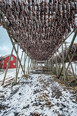 Image showing Drying flakes for stockfish cod fish in winter. Lofoten islands,