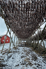 Image showing Drying flakes for stockfish cod fish in winter. Lofoten islands,