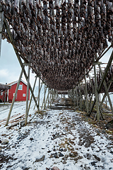 Image showing Drying flakes for stockfish cod fish in winter. Lofoten islands,