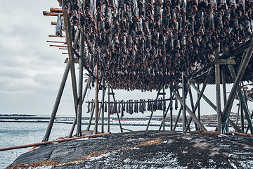 Image showing Drying flakes for stockfish cod fish in winter. Lofoten islands,