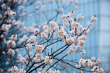 Image showing Blooming sakura flowers close up