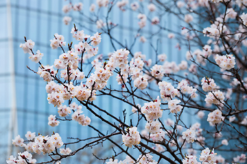 Image showing Blooming sakura flowers close up