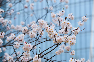 Image showing Blooming sakura flowers close up