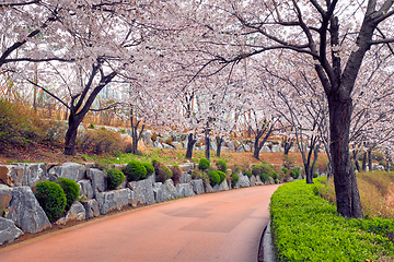 Image showing Blooming sakura cherry blossom alley in park