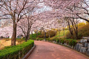 Image showing Blooming sakura cherry blossom alley in park