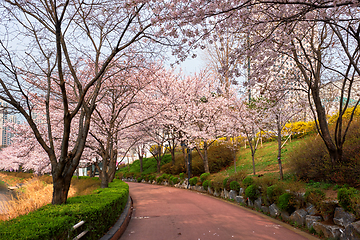 Image showing Blooming sakura cherry blossom alley in park