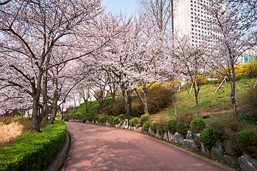 Image showing Blooming sakura cherry blossom alley in park