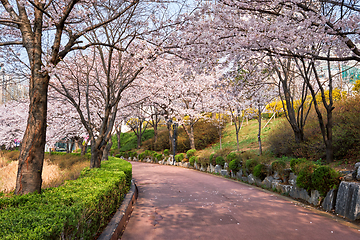 Image showing Blooming sakura cherry blossom alley in park