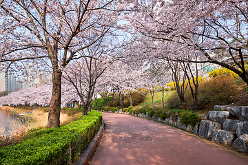 Image showing Blooming sakura cherry blossom alley in park