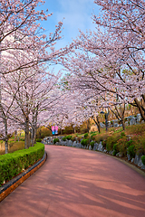 Image showing Blooming sakura cherry blossom alley in park