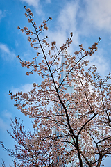 Image showing Blooming sakura cherry blossom alley in park