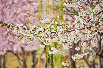 Image showing Blooming sakura cherry blossom